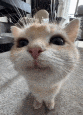 kitty